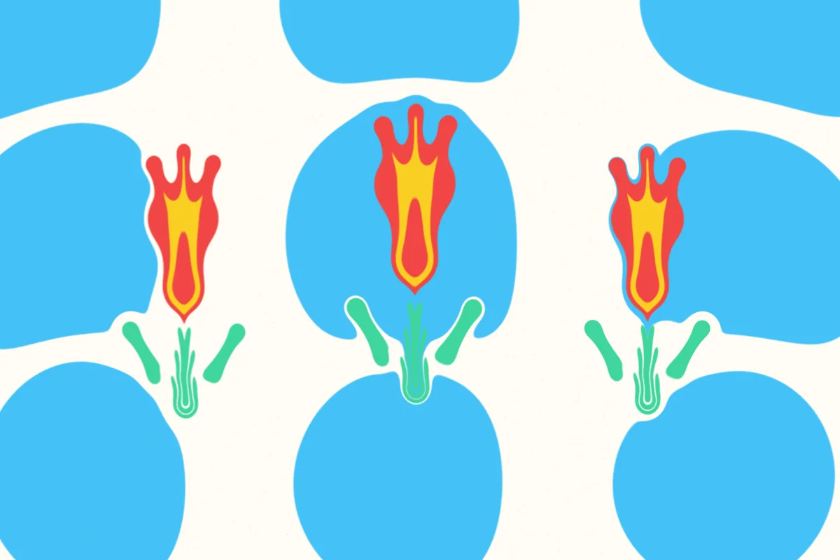 Drei rote Ebru-Tulpen mit grünen Stielen nebeneinander auf himmelblauen Tropfen